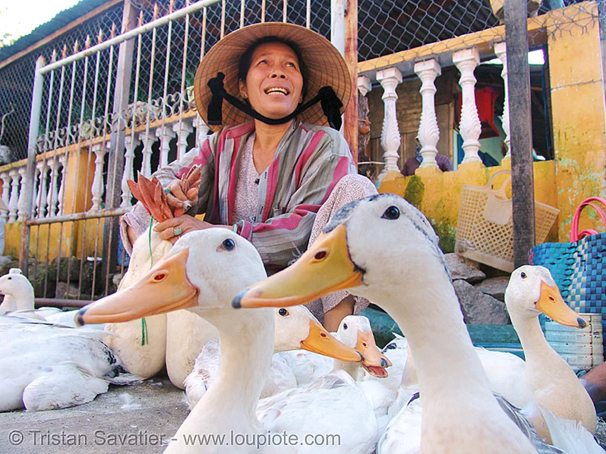 live geese at market - vietnam, birds, geese, goose, hoi an, hội an, merchant, poultry, street market, street seller, vendor, vietnam