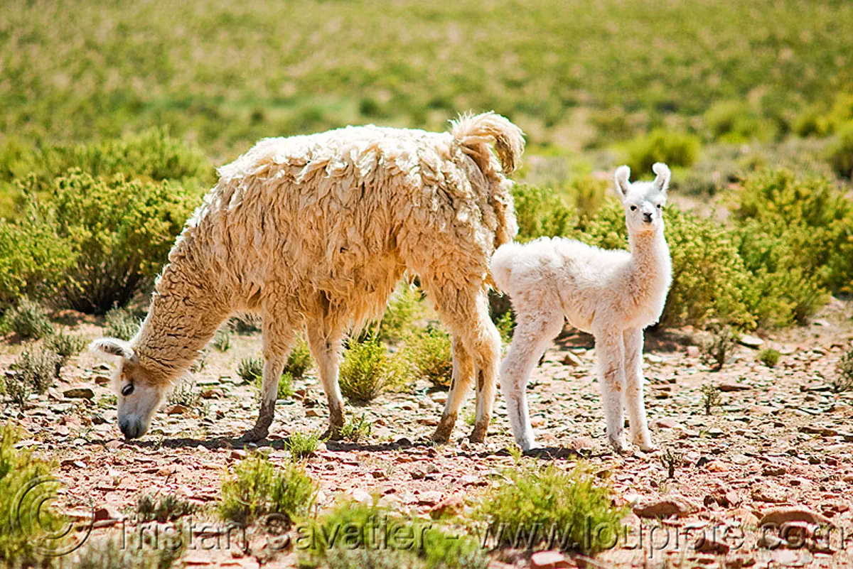llama cria with mother