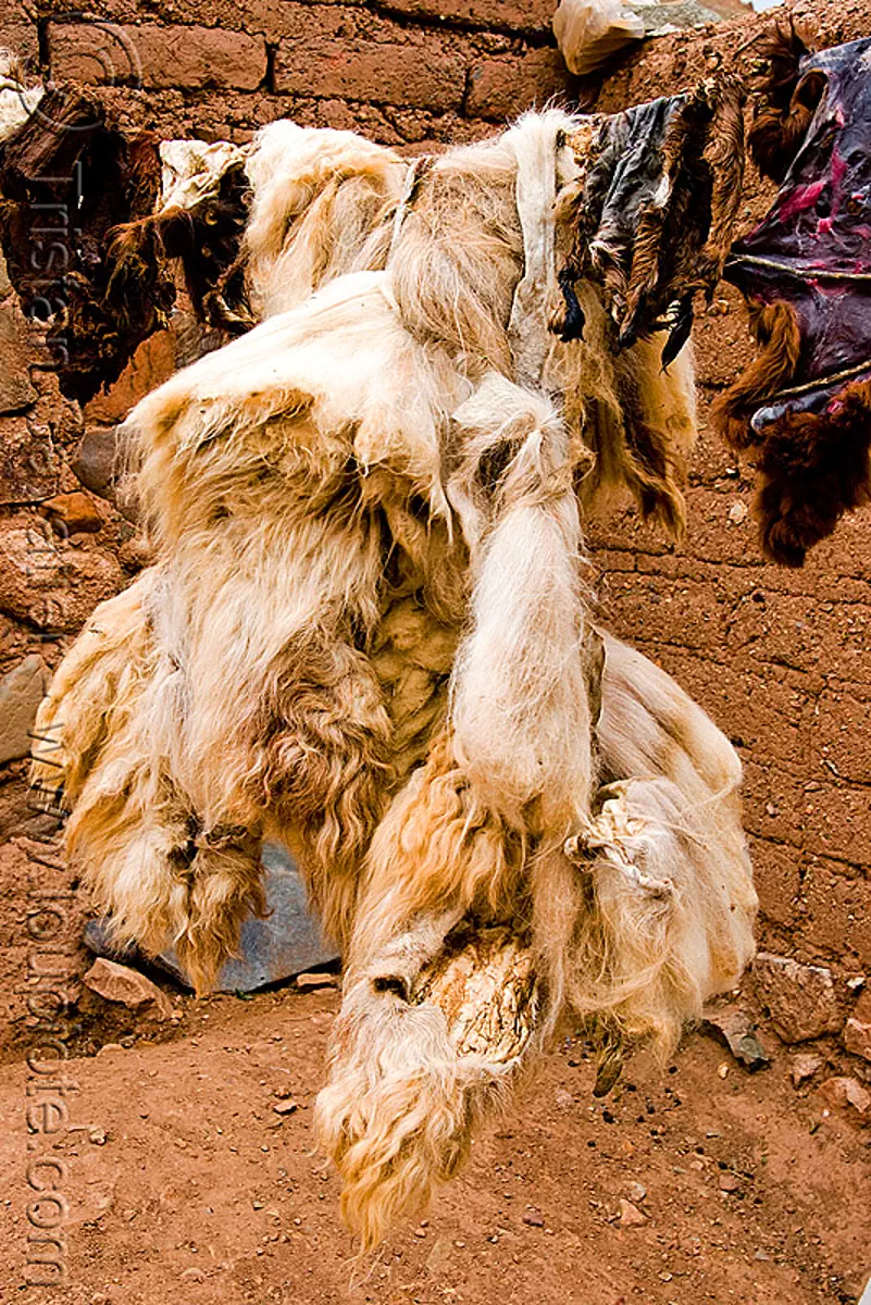 llama skin with wool, abra el acay, acay pass, argentina, drying, line, llama, noroeste argentino, skin, tanning, wool