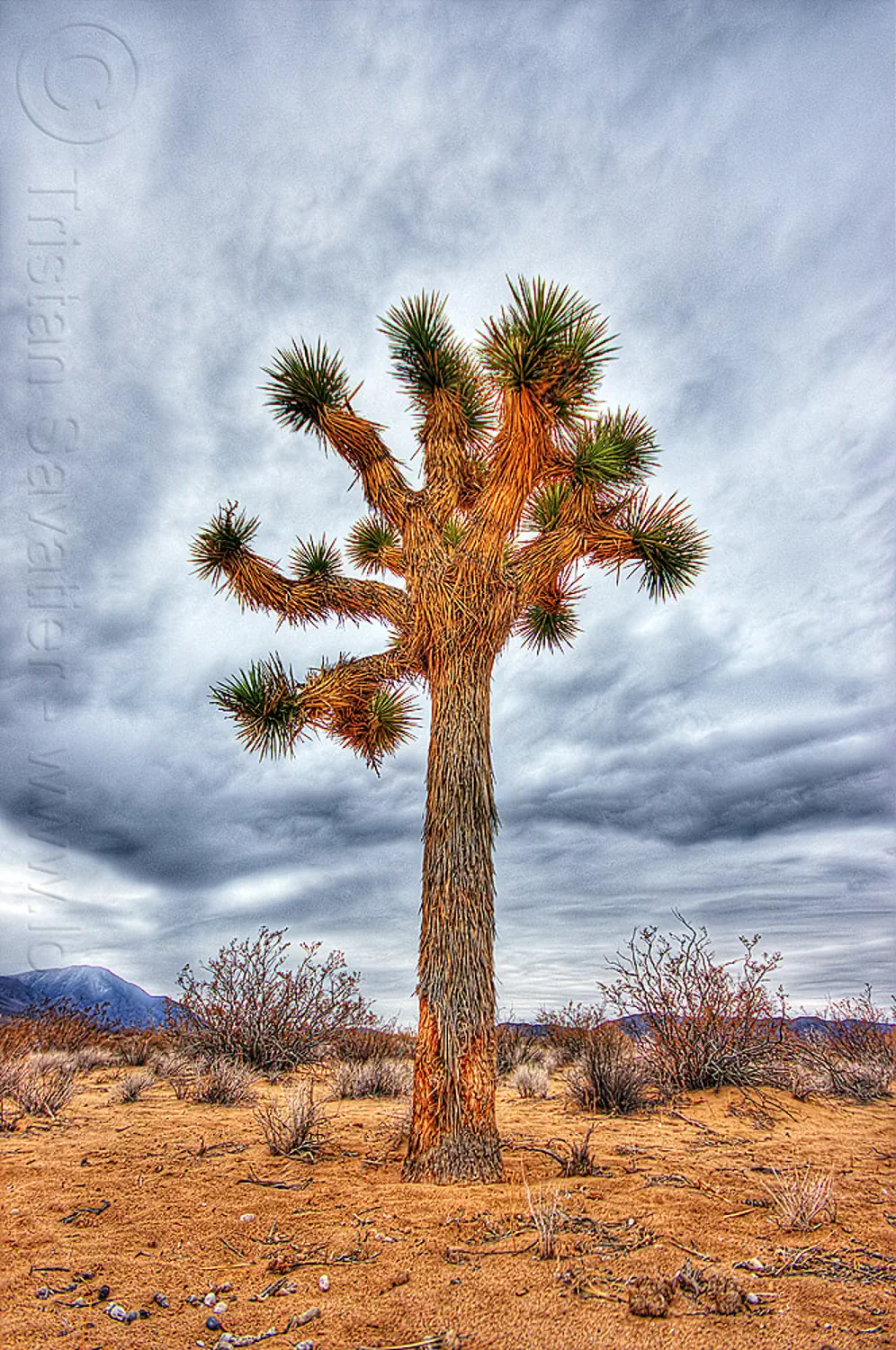 lone joshua tree in the desert (california), clouds, cloudy sky, death valley, joshua tree, sand, yucca brevifolia