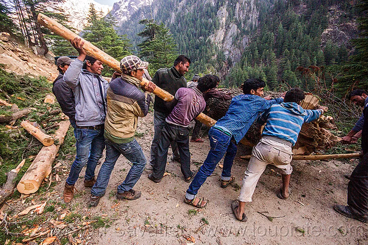 lumberjacks using lever to roll tree log, india