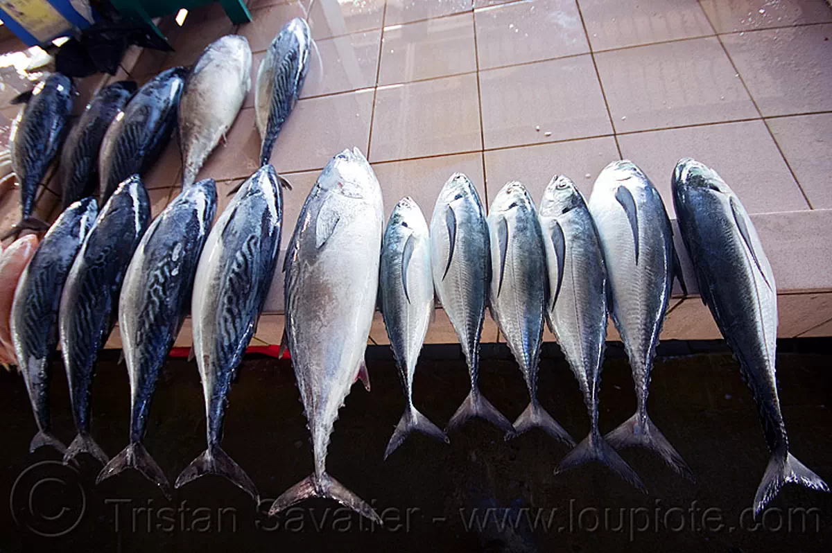 mackerel and tuna, fish market