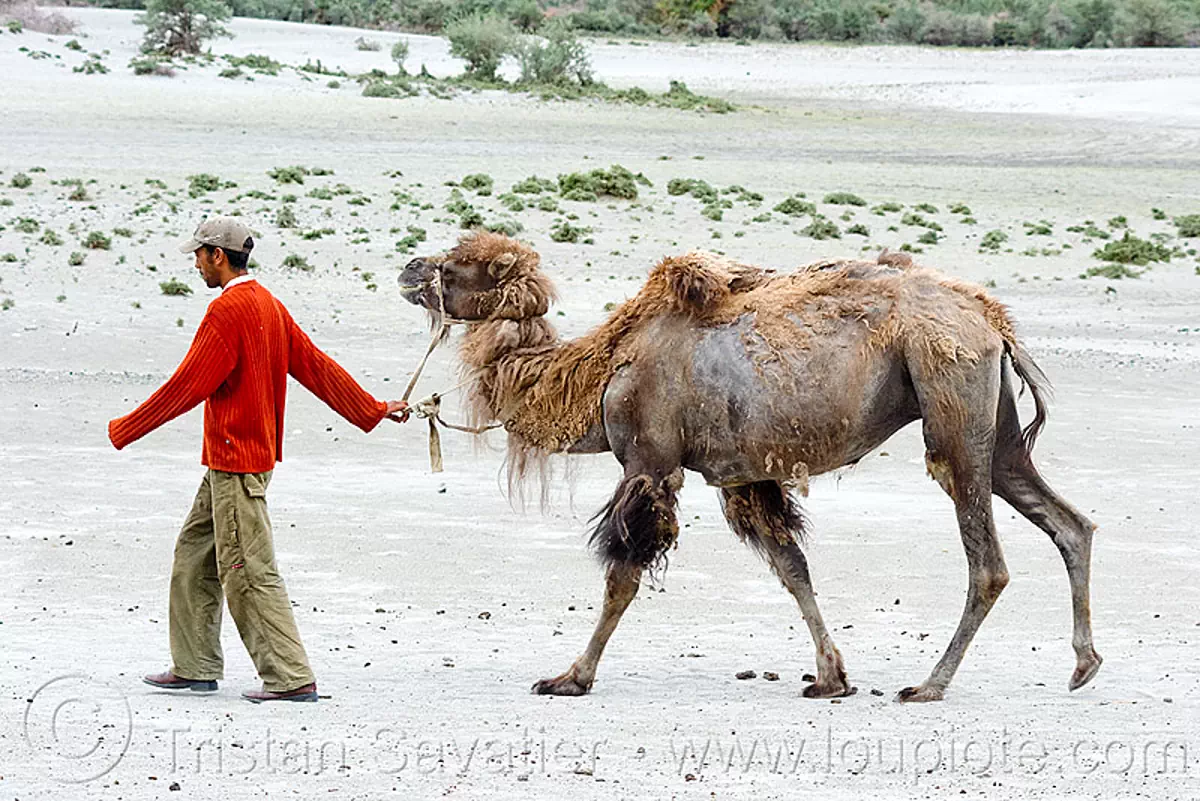 man and camel - nubra valley - ladakh (india), camel herd, double hump camel, hundar, india, ladakh, nubra valley, sand