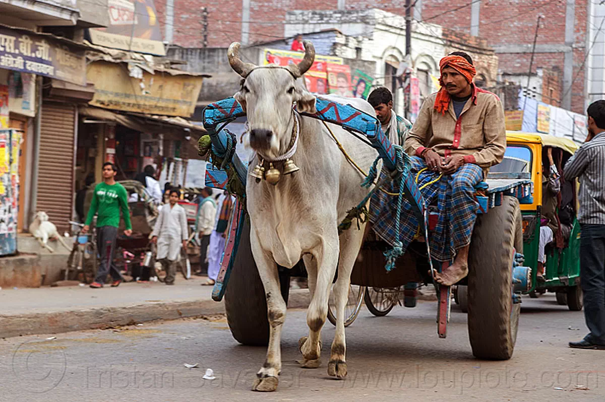 man riding ox cart on street (india), bells, carriage, collar, india, kankrej cow, men, ox cart, sitting, varanasi