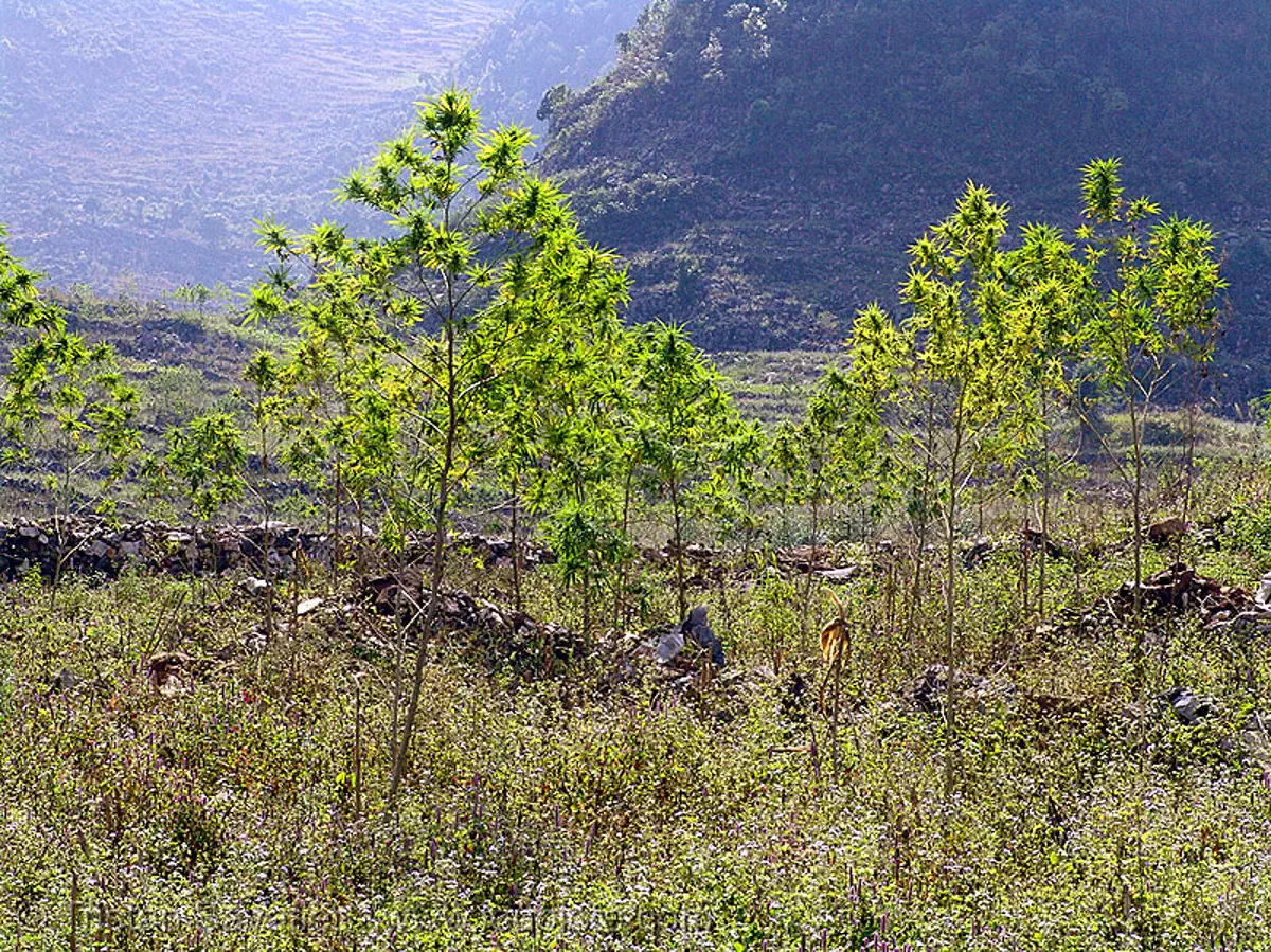 marijuana garden, vietnam