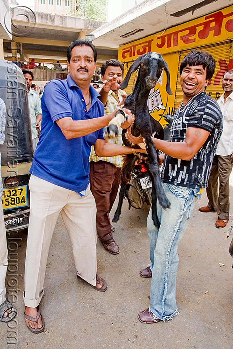 men showing their goat on the way to the slaughterhouse, udaipur, india