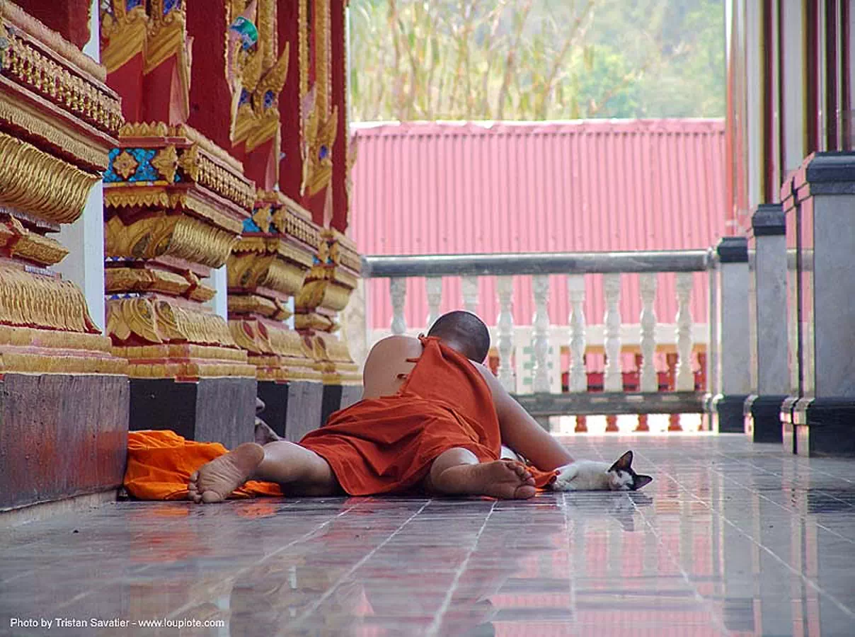 monk and cat in wat, สังขละบุรี, sangklaburi, thailand