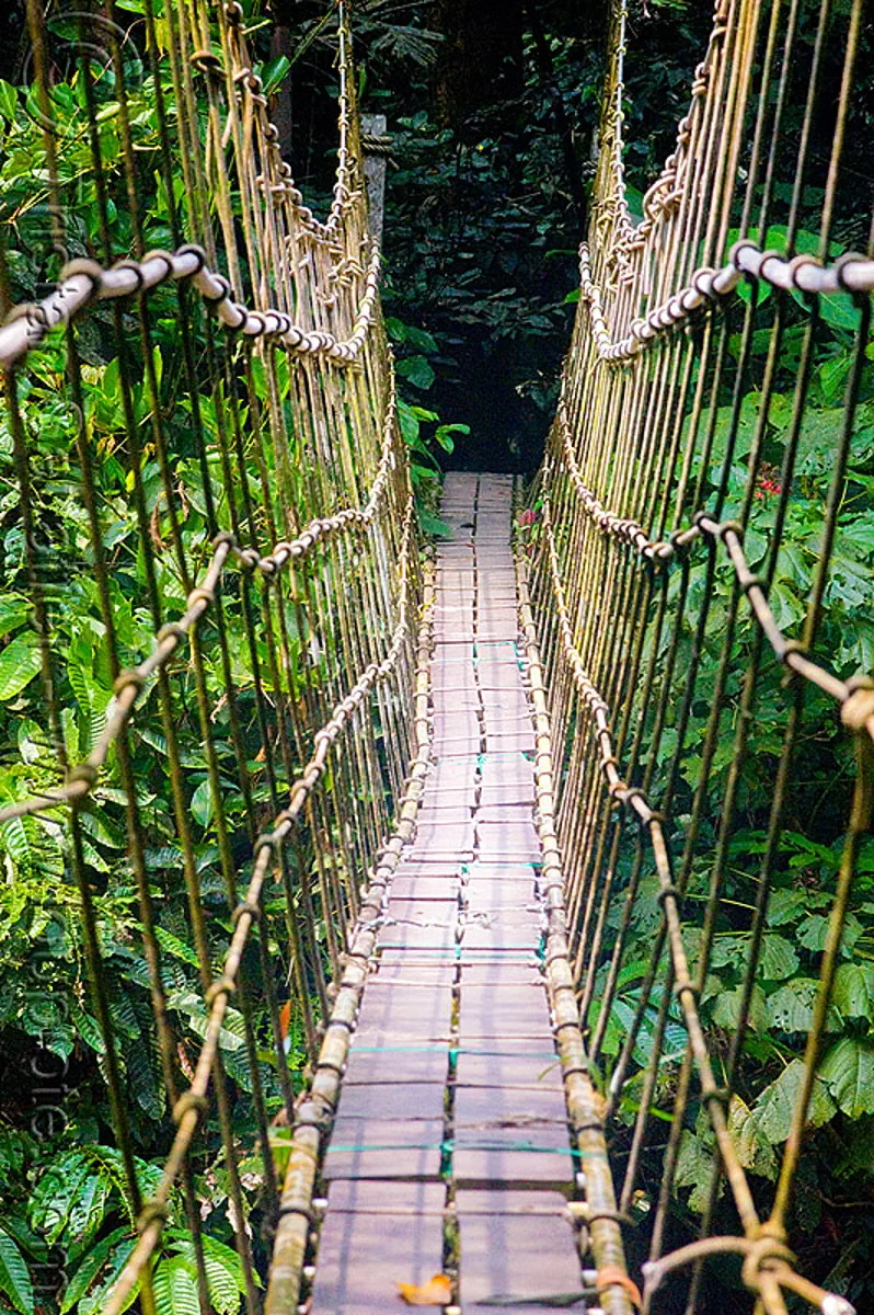 monkey bridge in the jungle