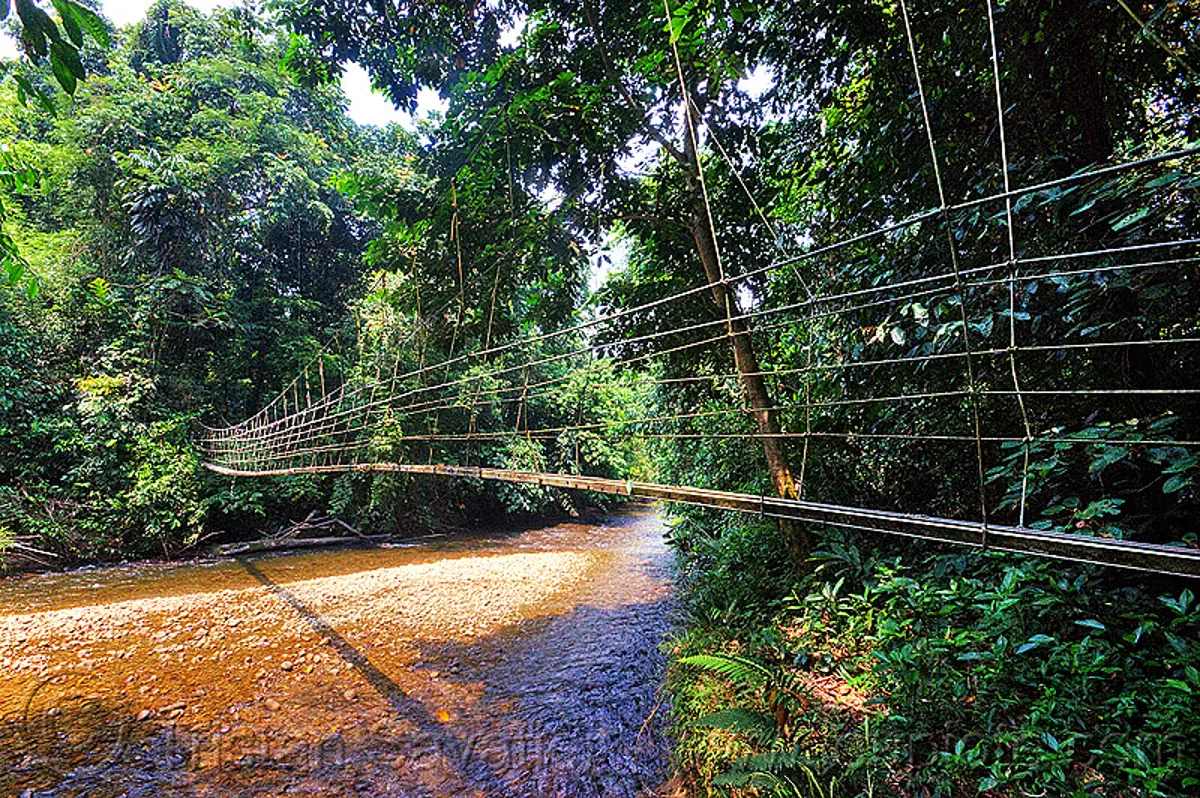 monkey bridge over river