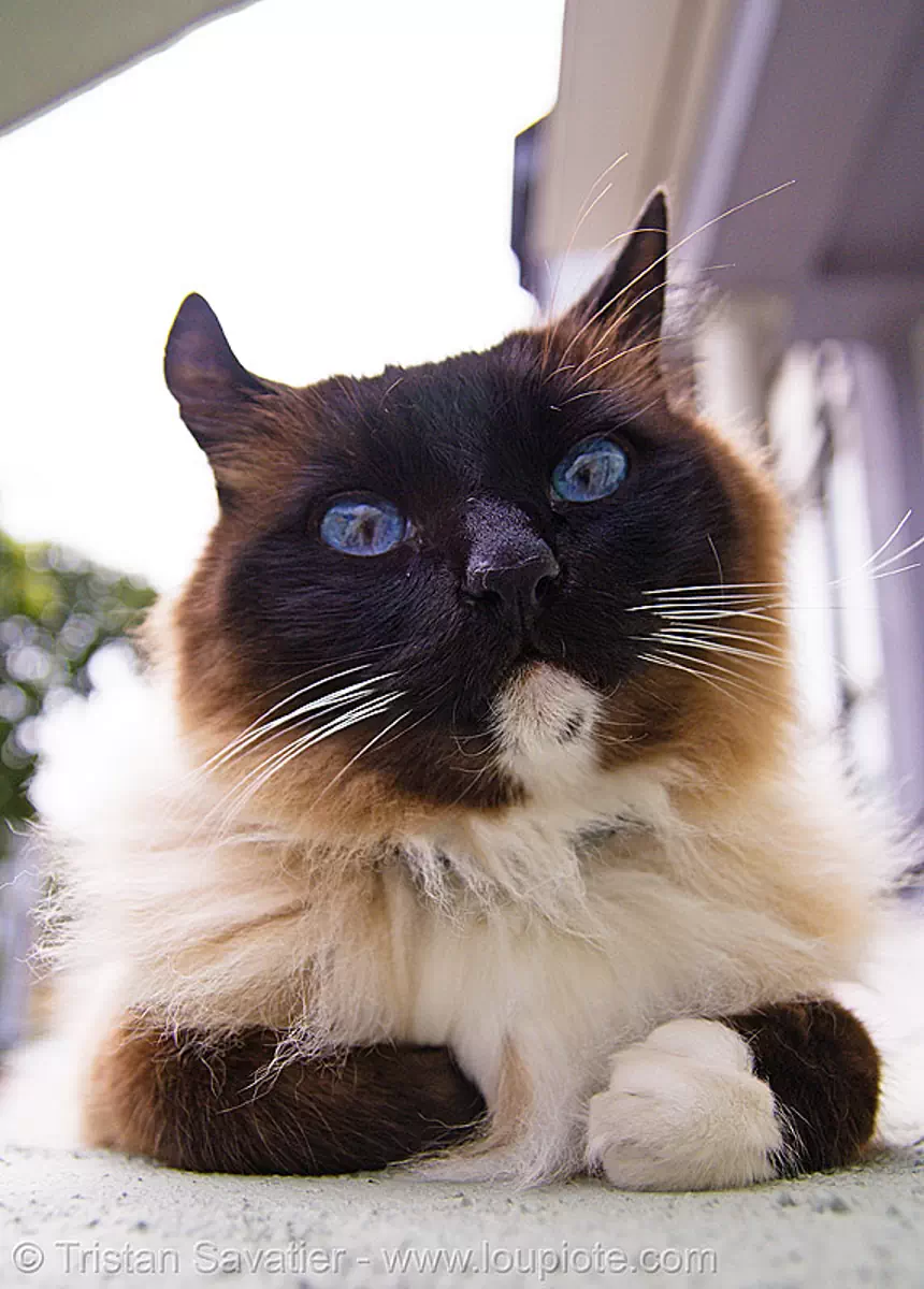 my neighbor's cat has pretty blue eyes (san francisco), blue eyes, fur, himalayan cat, whiskers