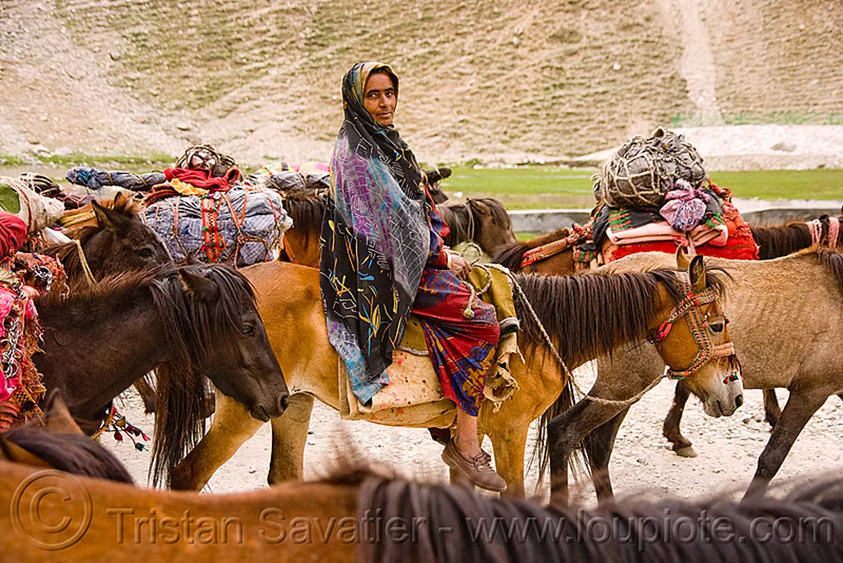 nomads with horses - drass valley - leh to srinagar road - kashmir, caravan, dras valley, drass valley, horseback riding, kashmir, kashmiri gujjars, mountains, muslim, nomads, old woman, pack animal, pack horses, road, saree, sari, zoji la, zoji pass, zojila pass