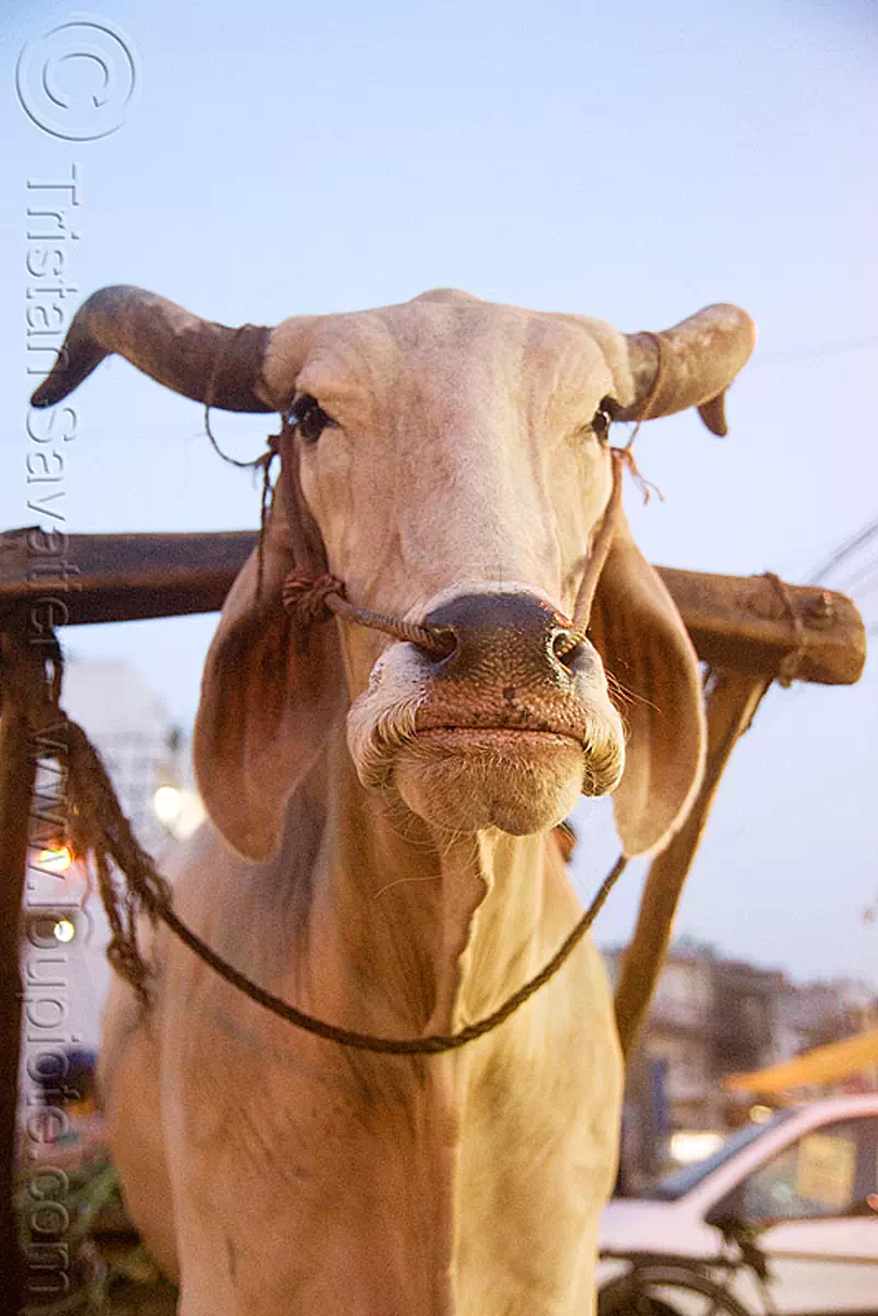 ox - delhi (india), delhi, india, kankrej cow, ox