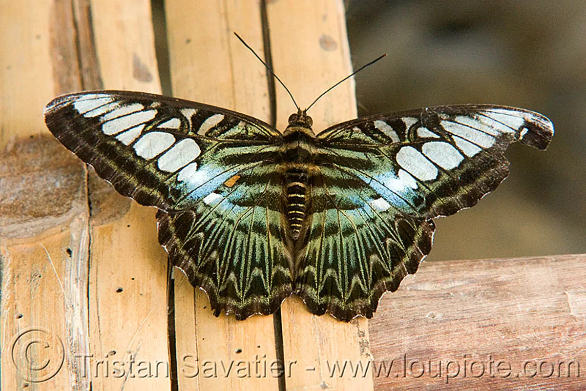 parthenos sylvia butterfly - clipper (laos), clipper butterfly, insect, laos, parthenos sylvia, wildlife