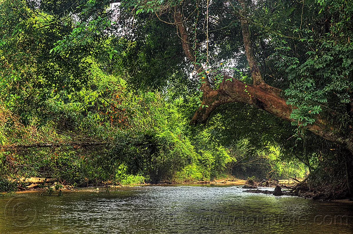 peaceful jungle river (borneo), borneo, gunung mulu national park, jungle, malaysia, melinau river, plants, rain forest, sungai melinau, trees