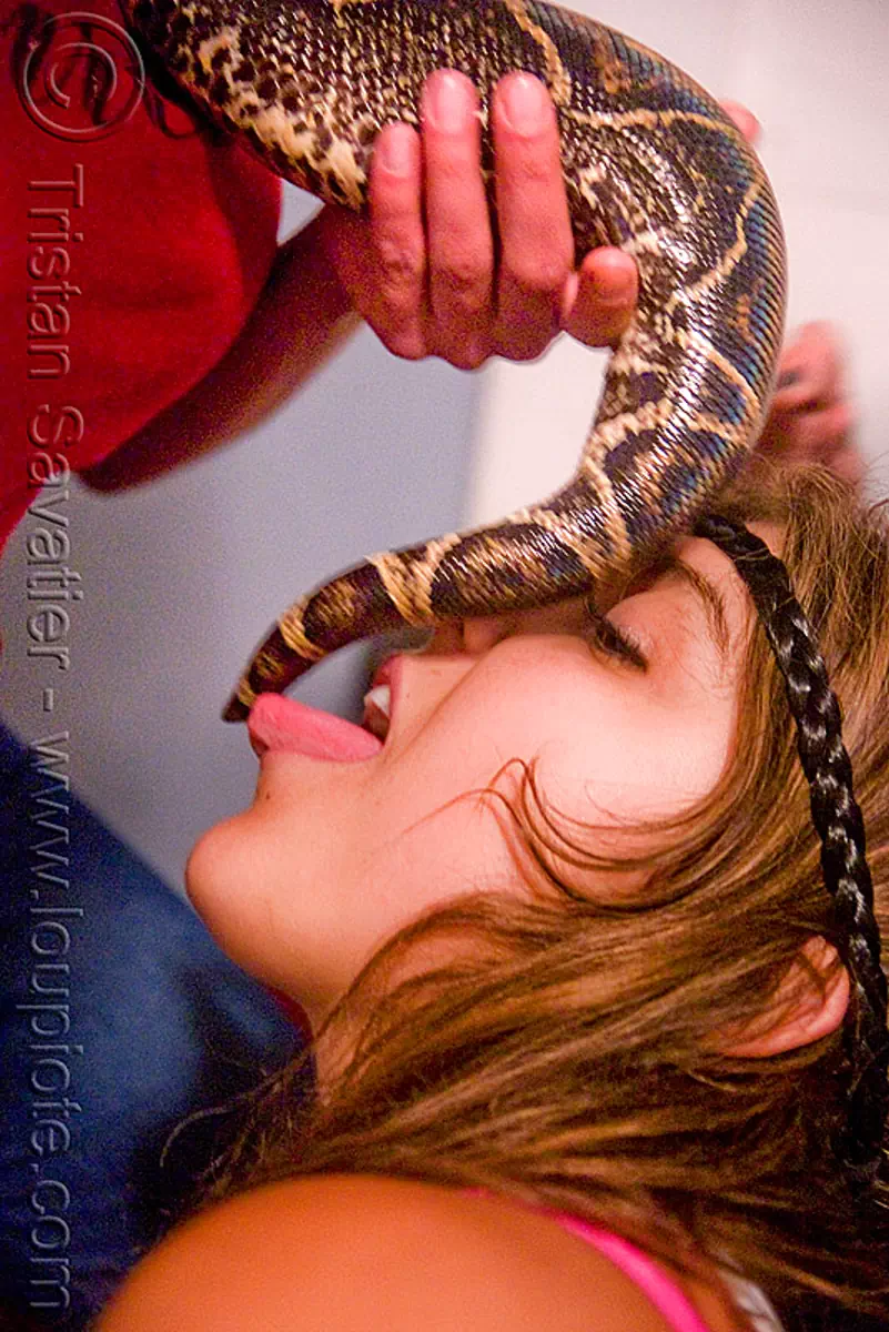 pet boa snake - tail licking, boa constrictor, eva, pet snake, tail, woman