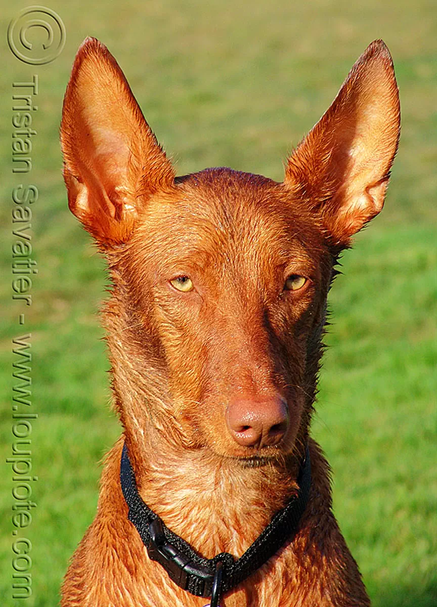 pharaoh hound - kelb tal-fenek - red dog, anubis, clear eyes, collar, dog ears, kelb tal-fenek, malta, maltese, pharaoh hound, red dog, yellow eyes