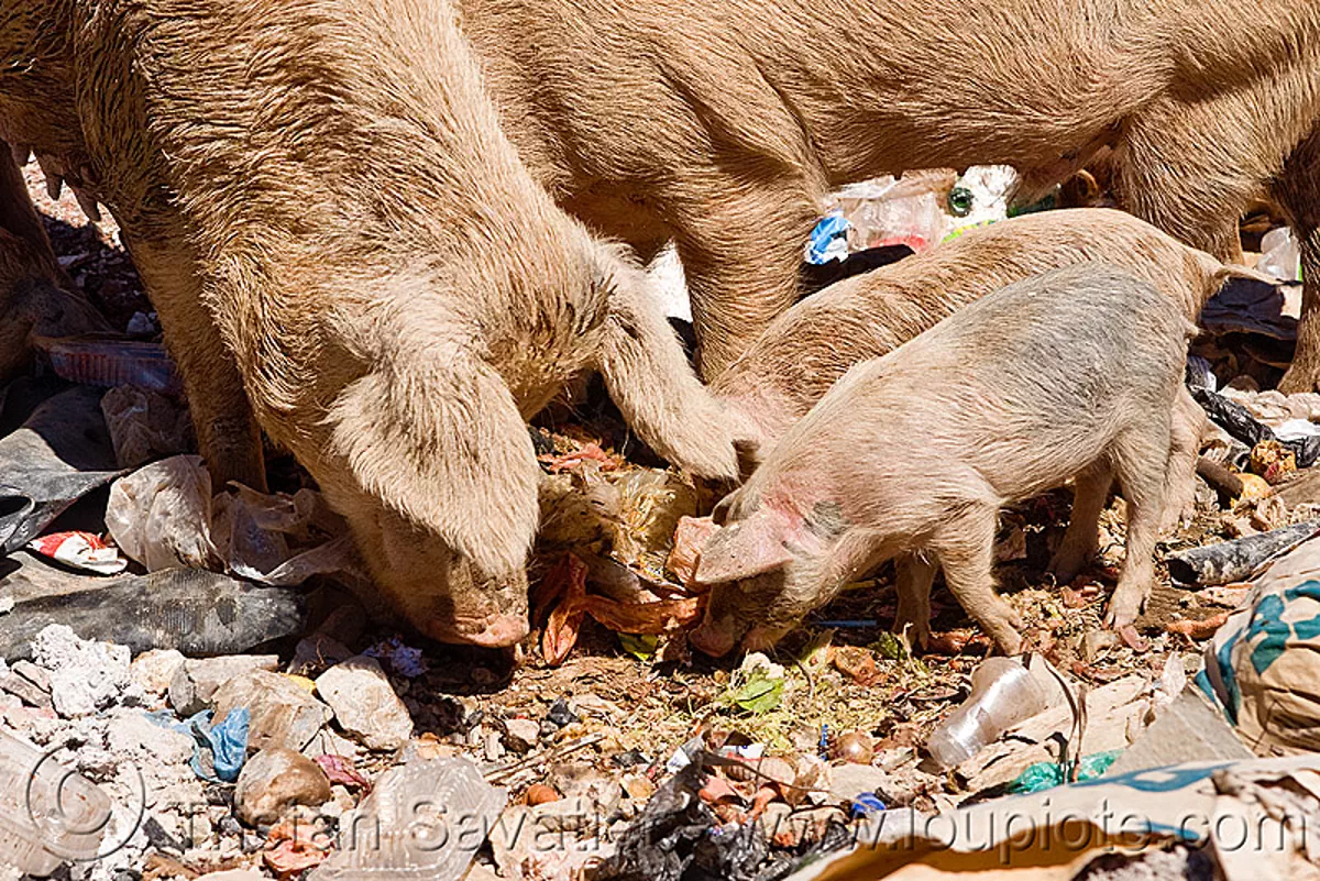 pigs foraging for food in a trash dump