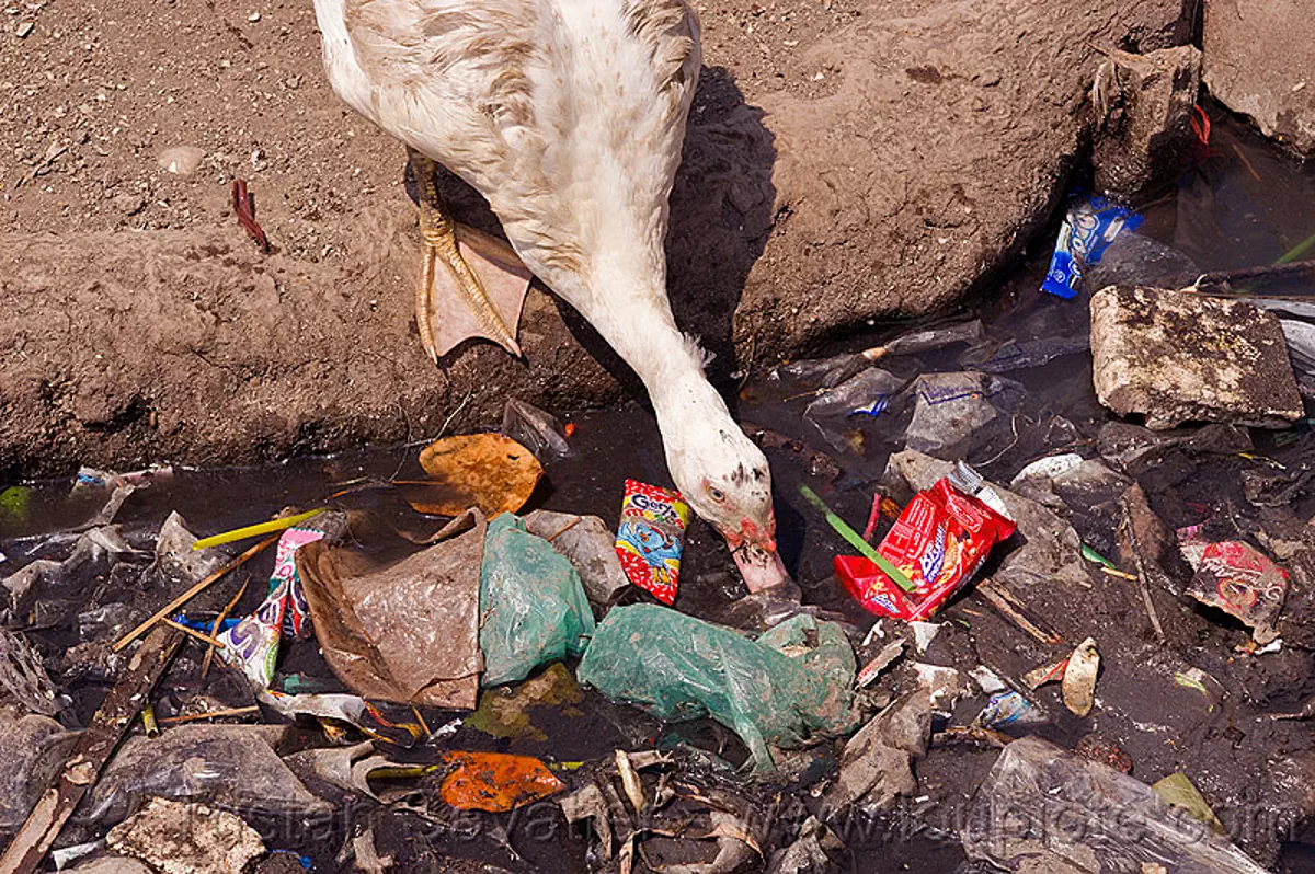 plastic trash floating, bird, environment, garbage, goose, indonesia, plastic trash, pollution, poultry, sewage, single-use plastics, tamansari
