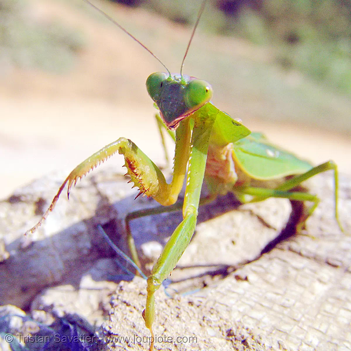 praying mantis - front legs, close up, giant shield mantis, insect, mantis religiosa, mantodea, praying mantid, praying mantis, vietnam, wildlife