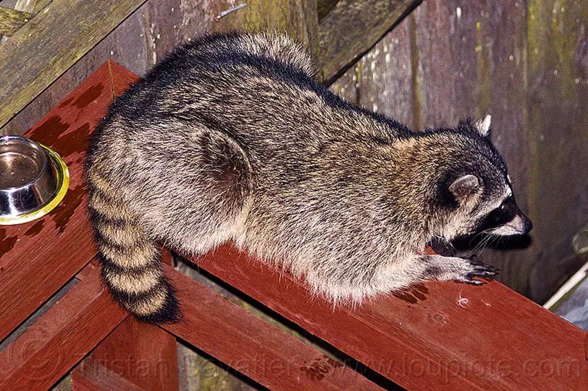 raccoon sitting on wooden handrail, lying down, night, nocturnal, procyon lotor, raccoon, resting, urban wildlife