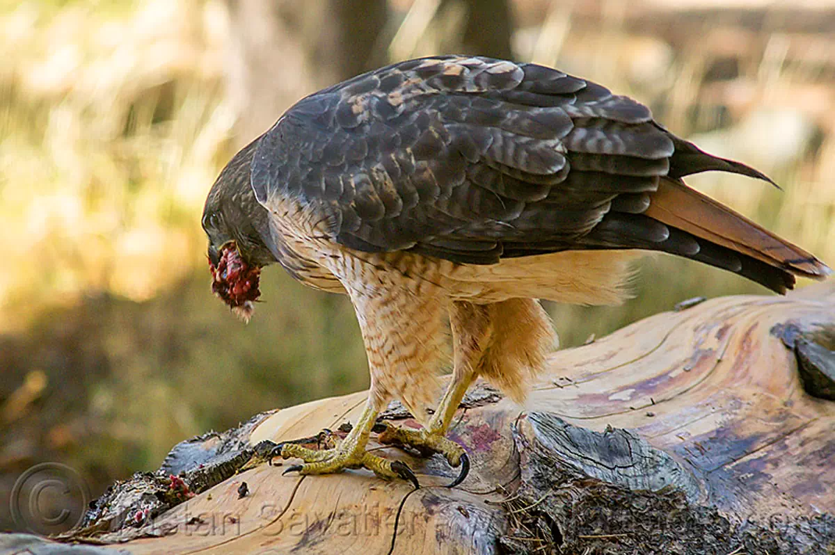 redtailed hawk eating prey