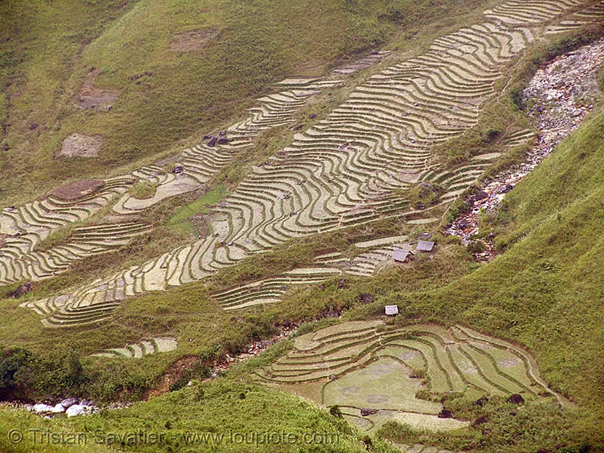 rice fields - terrace farming - vietnam, agriculture, rice paddies, rice paddy fields, terrace farming, terraced fields, vietnam