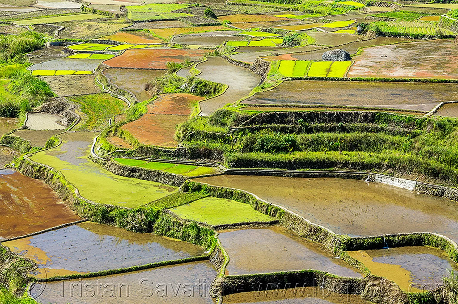 rice terraces near sagada (philippines), agriculture, philippines, rice paddies, rice paddy fields, sagada, terrace farming, terraced fields, valley