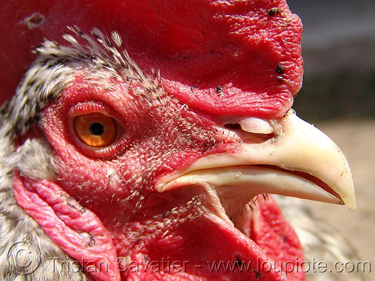 rooster head - red wattle, beak, bird, caruncle, chicken, cockbird, cockscomb, head, poultry, red, rooster, wattle