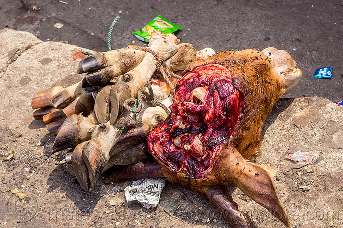 severed cow head and feet at meat market (india), beef, cow feet, cow head, east khasi hills, meat market, meat shop, meghalaya, pynursla, raw meat, rope, severed head