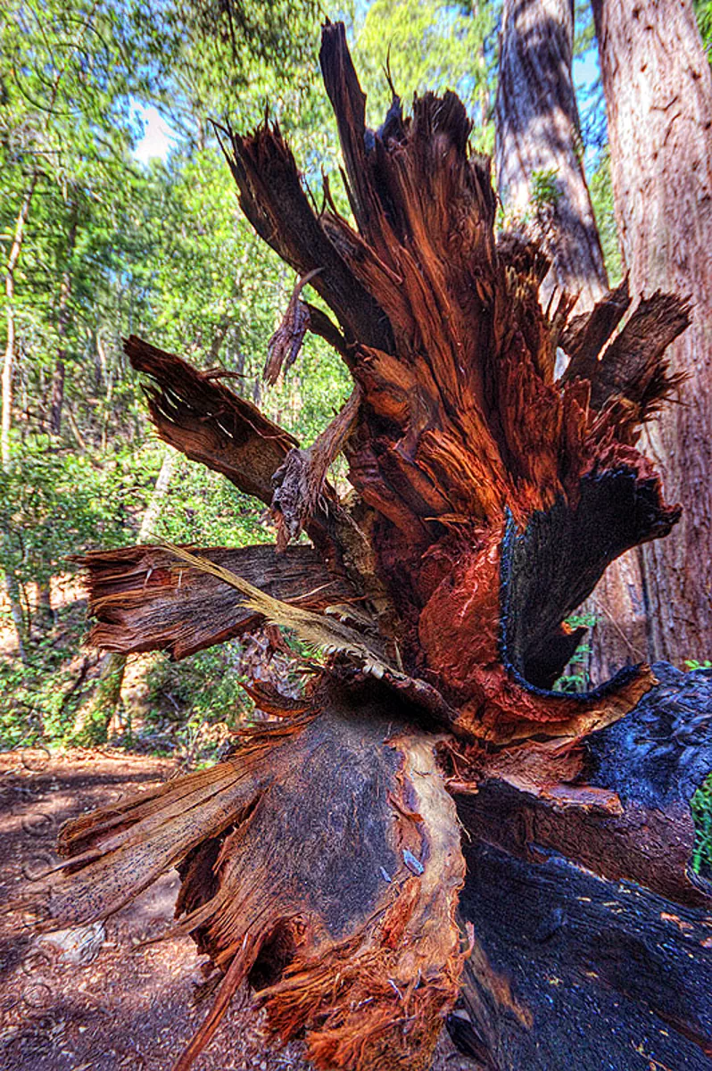 shredded redwood tree trunk (vantana wilderness), big sur, fallen tree, forest, hiking, pine ridge trail, redwood tree, sequoia sempervirens, tree trunk, trekking, vantana wilderness