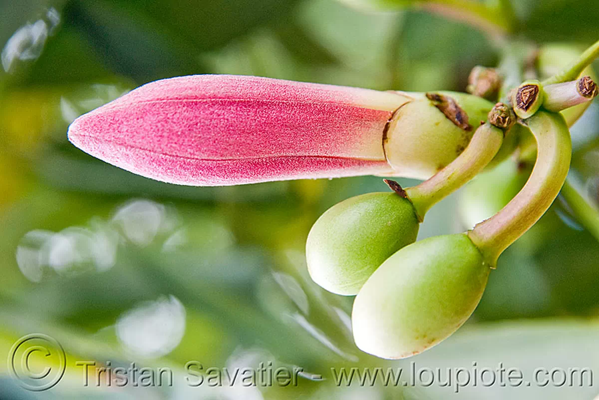 silk floss tree flower buds, ceiba speciosa, chorisia speciosa, argentina