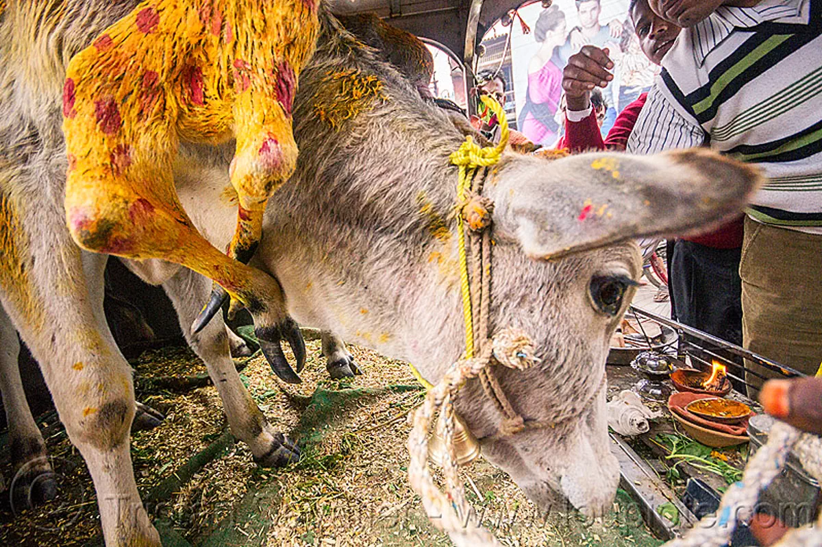 six legged cow (india), 6 legged cow, baby cow, calf, holy cow, leg, offerings, painted, polymelia, six legged cow, varanasi