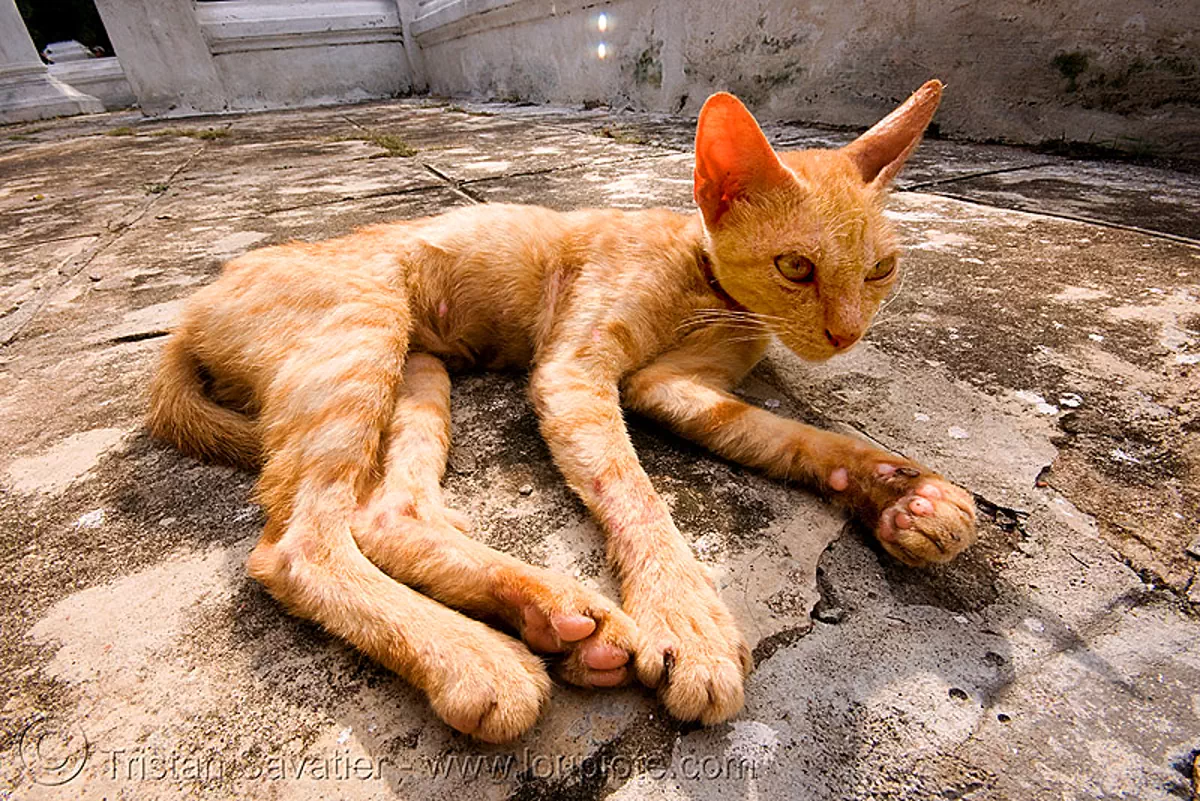 skinny cat, luang prabang, laos 2659952975 stock photos, wall art & posters