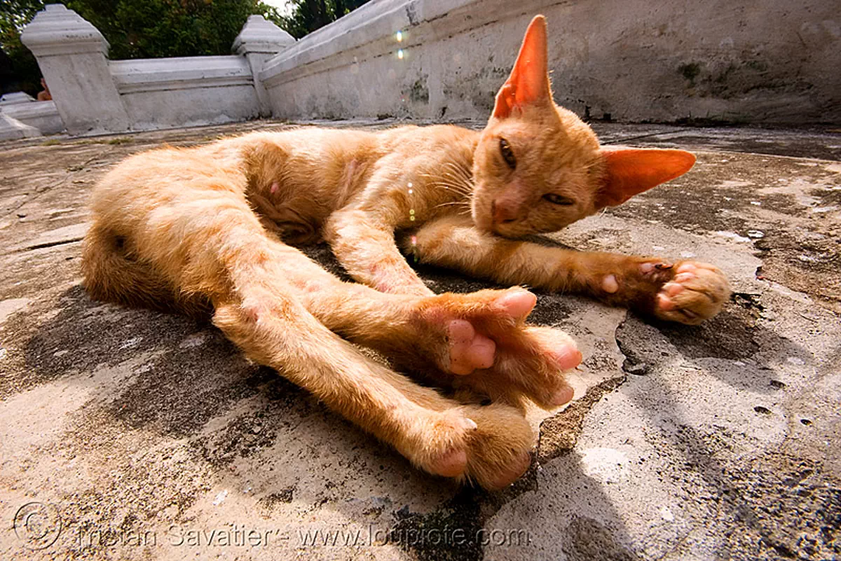 sleepy cat stretching legs, ears, ginger cat, kitten, laos, luang prabang, skinny, stray cat, stretching, tabby cat