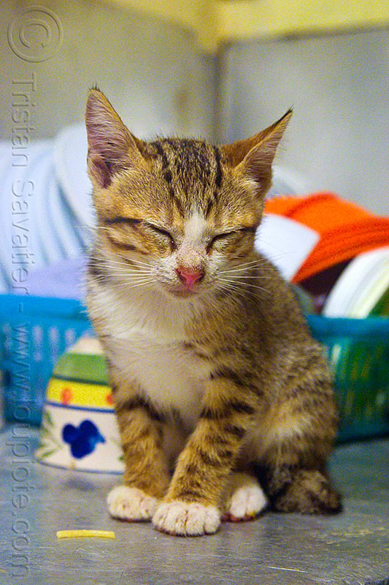sleepy kitten sitting (borneo), borneo, cat, dishes, kitchen, kitten, mackerel tabby, malaysia, napping, sleeping, sleepy