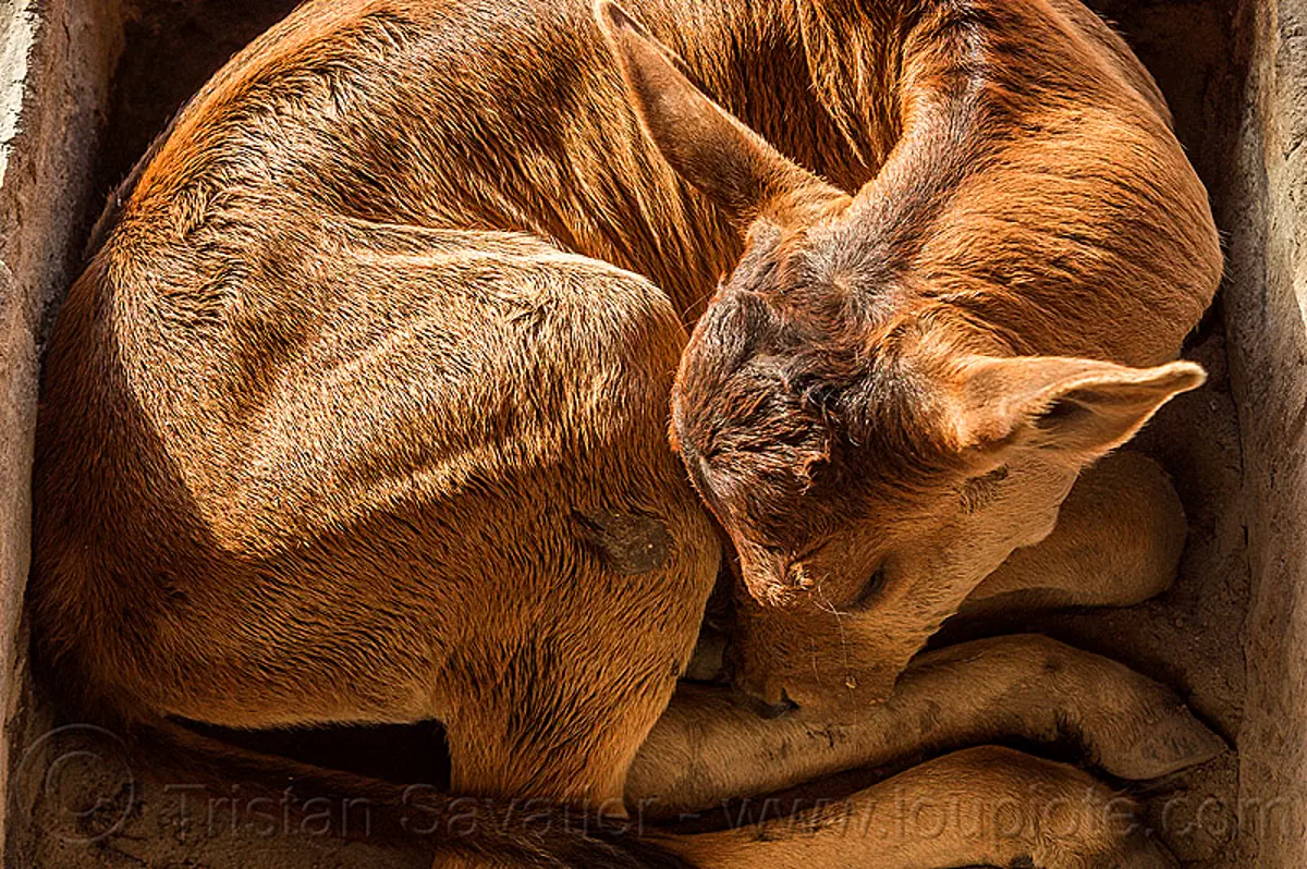 small calf sleeping, curledup 15645708558 stock photos, wall art