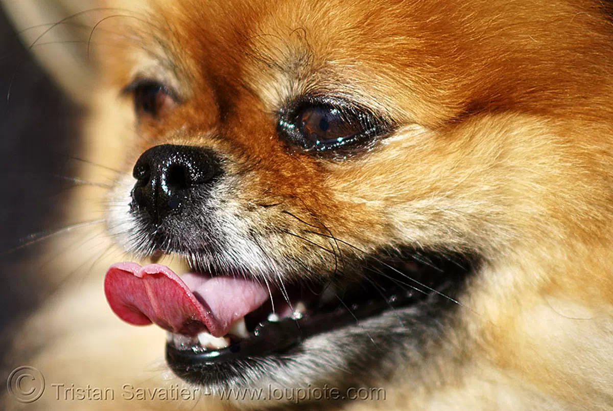 small dog sticking tongue out