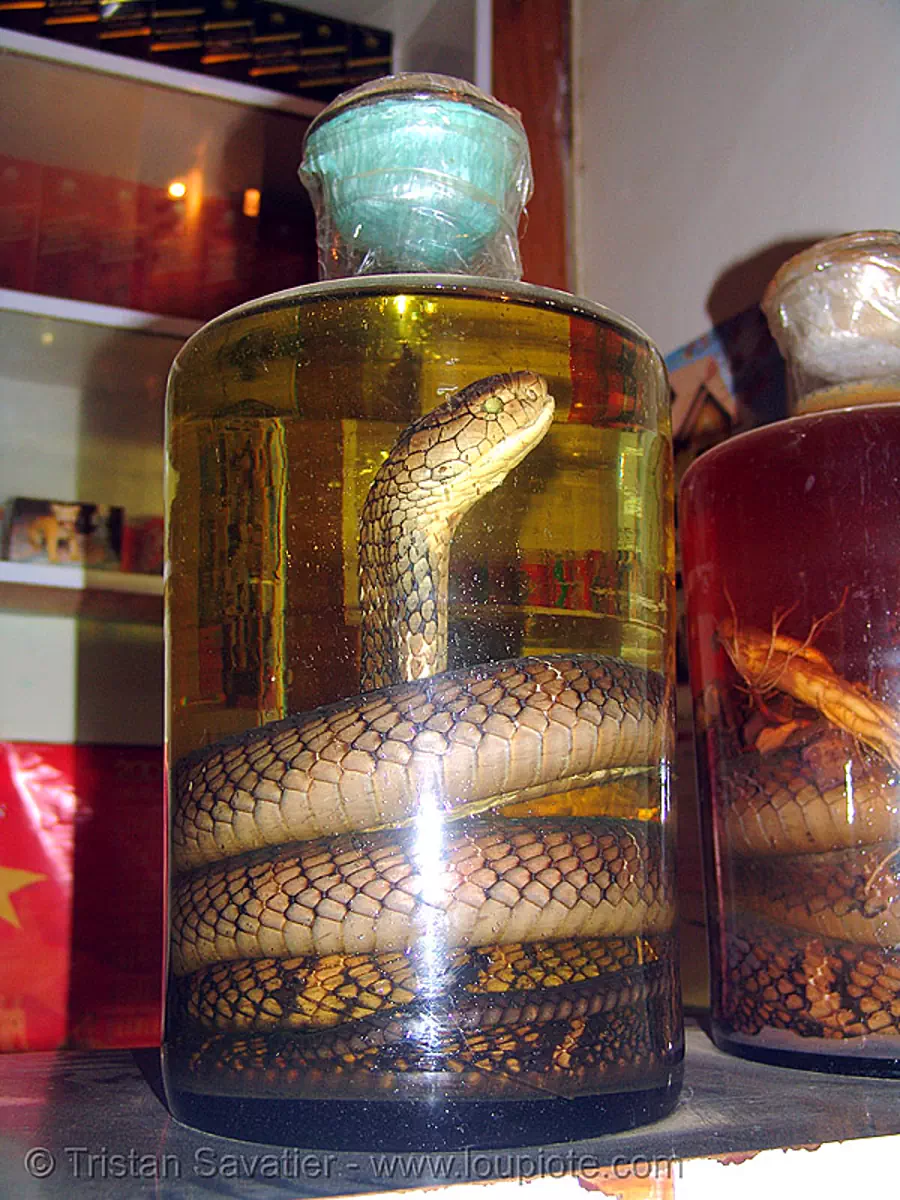 snake wine, jar with king cobra (ophiophagus hannah), vietnam