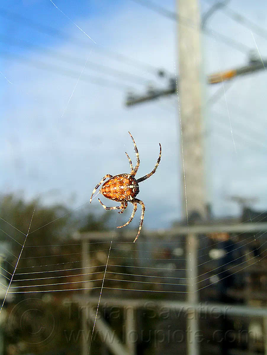 spider making its web, araneidae, araneus diadematus, building, cross spider, european garden spider, spider web, wildlife