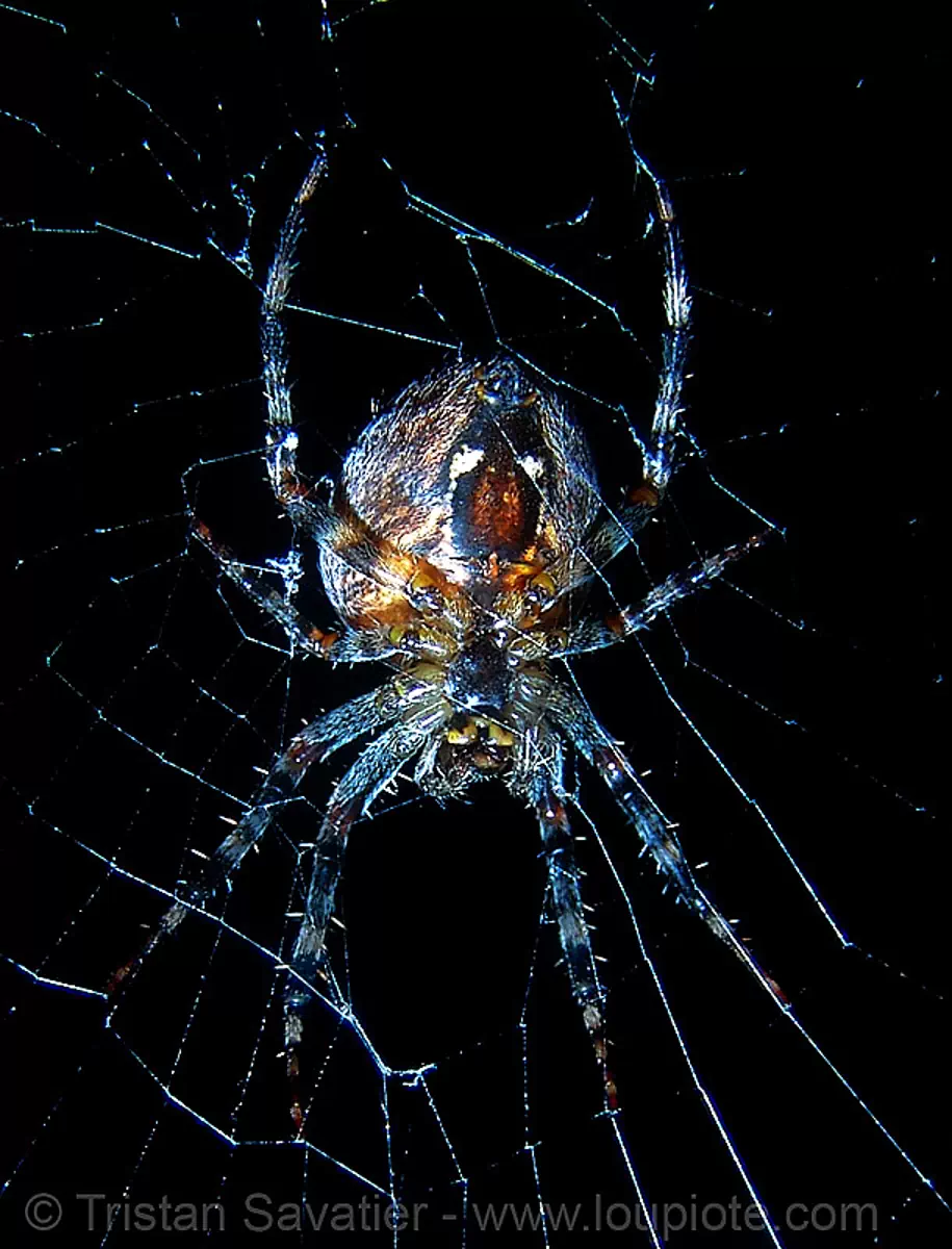 spider (san francisco), araneidae, araneus diadematus, cross spider, european garden spider, flash, night, spider web, wildlife