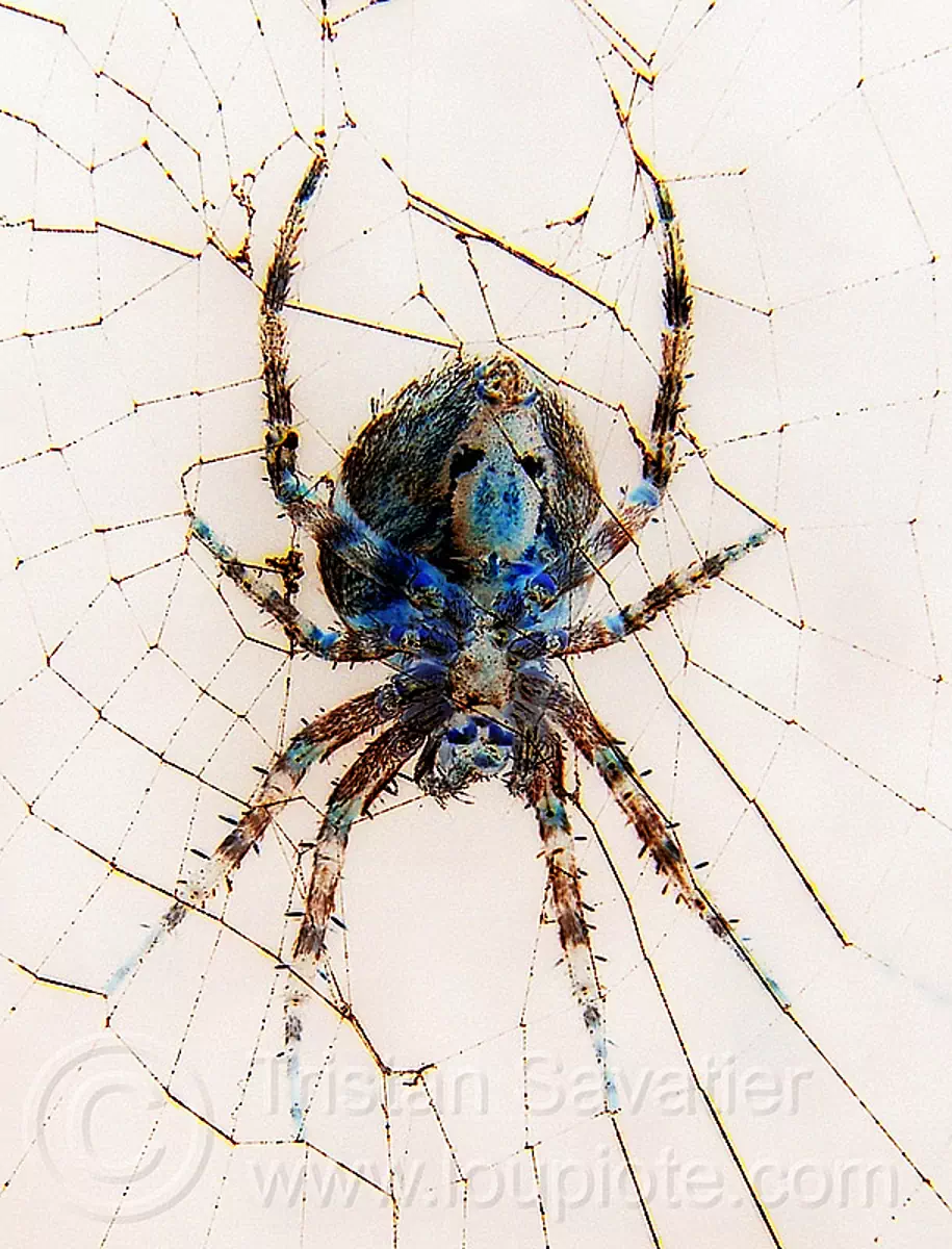 spider (san francisco), araneidae, araneus diadematus, cross spider, european garden spider, flash, negative image, night, spider web, wildlife