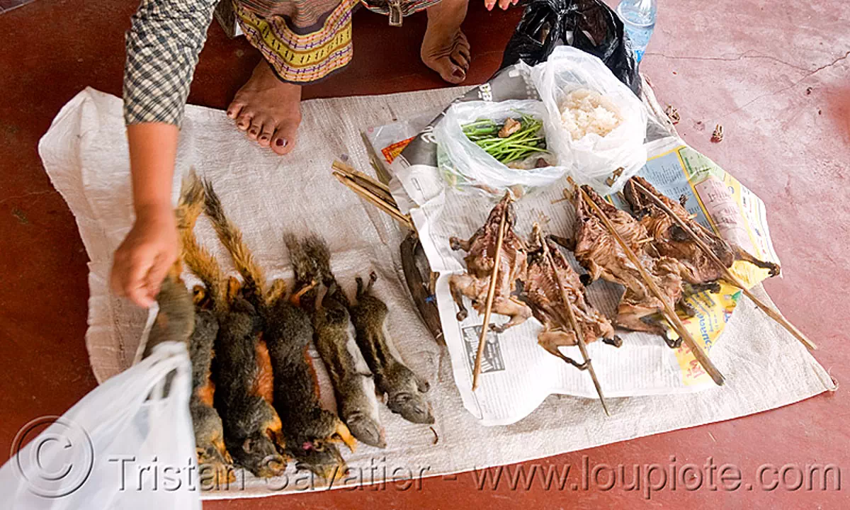 squirrels - roasted (laos), cooked, dead, food, laos, meat, roasted, rodents, squirrels