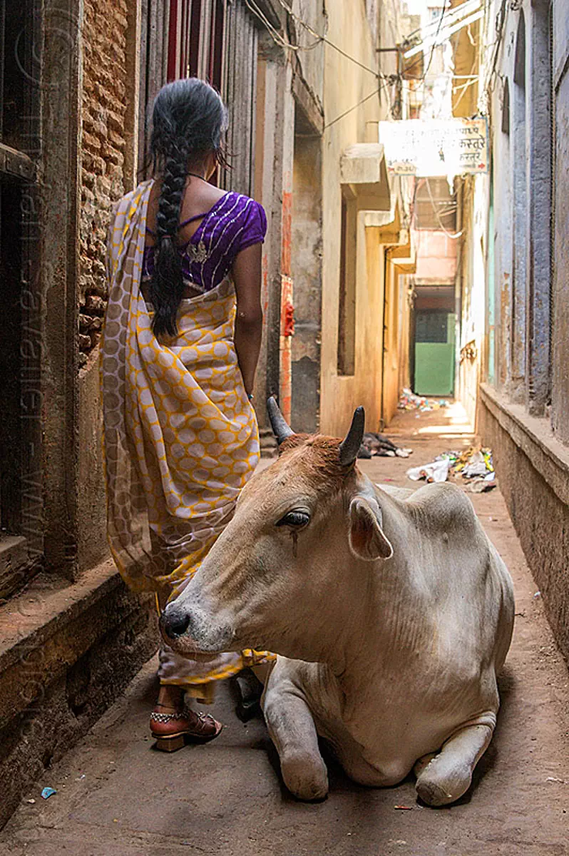 street cow and indian woman in narrow alley (india), indian woman, laying down, narrow, resting, saree, sari, street cow, varanasi, walking