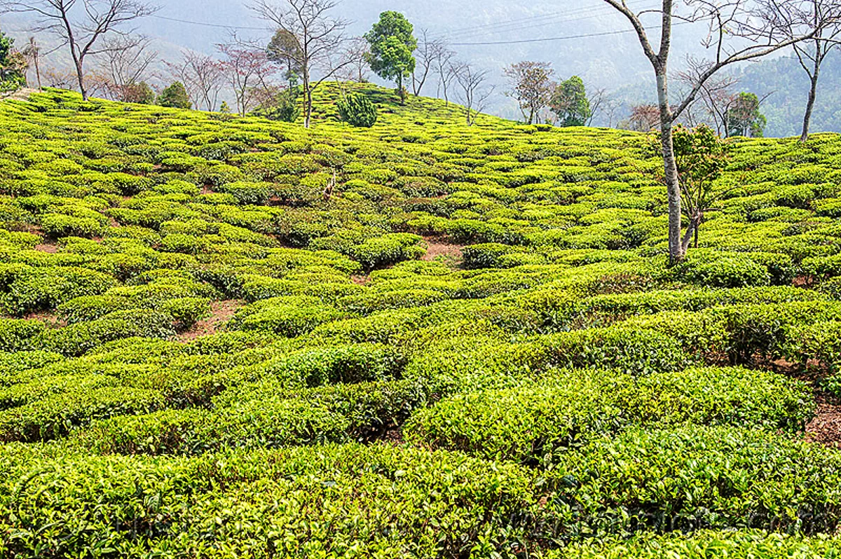tea plantation near darjeeling, india