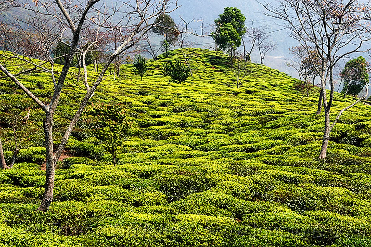 tea plantation on hill, india