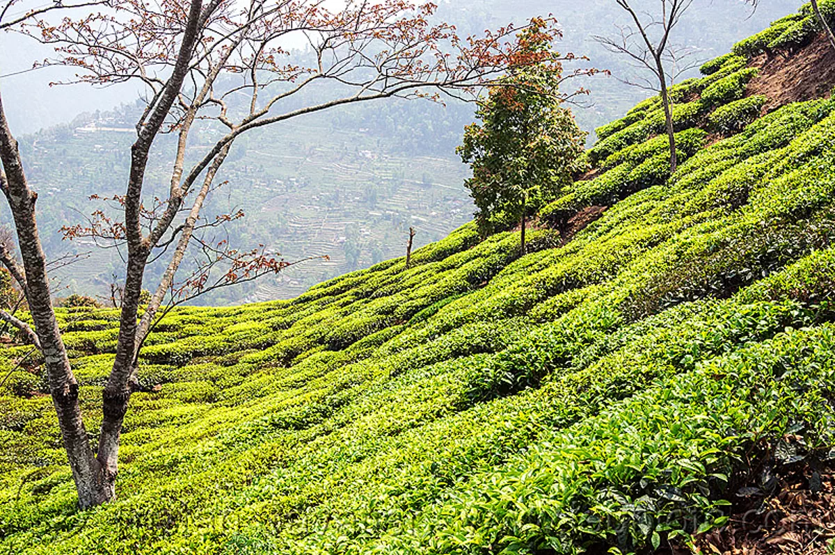 tea plantation on hill near darjeeling, india