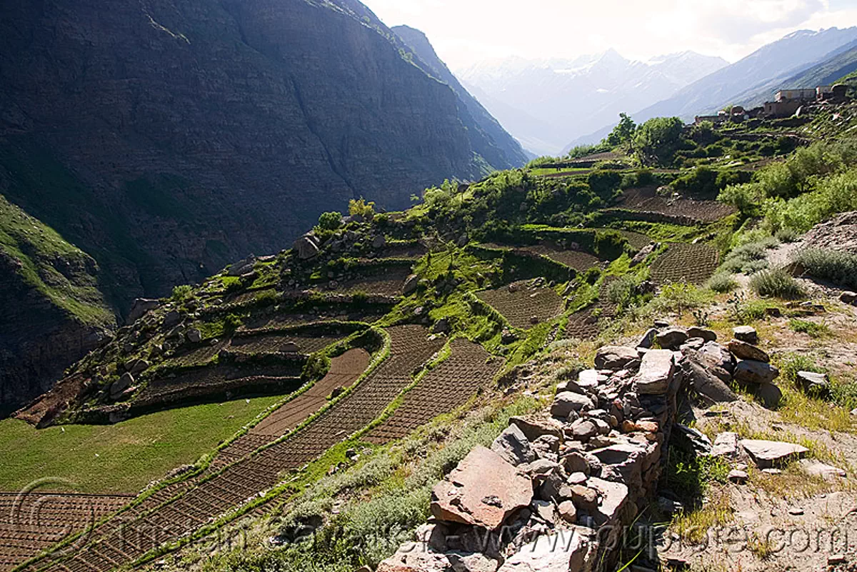 terraced fields near keylong - manali to leh road (india), agriculture, keylong, ladakh, terrace farming, terraced fields, traditional farming, valley