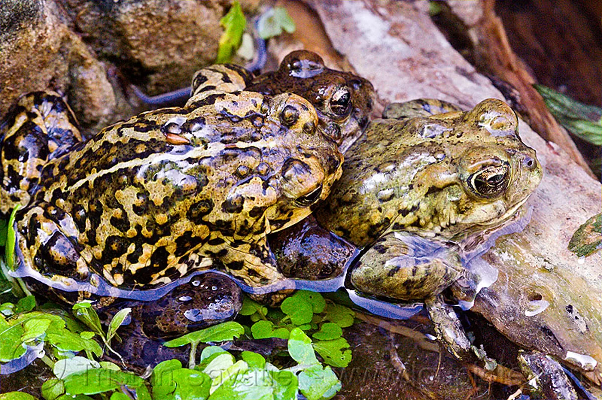 threesome - Ménage à trois - mating toads, amphibian, anaxyrus boreas halophilus, california toads, darwin falls, death valley, mating, menage a trois, ménage à trois, pond, western toads, wildlife