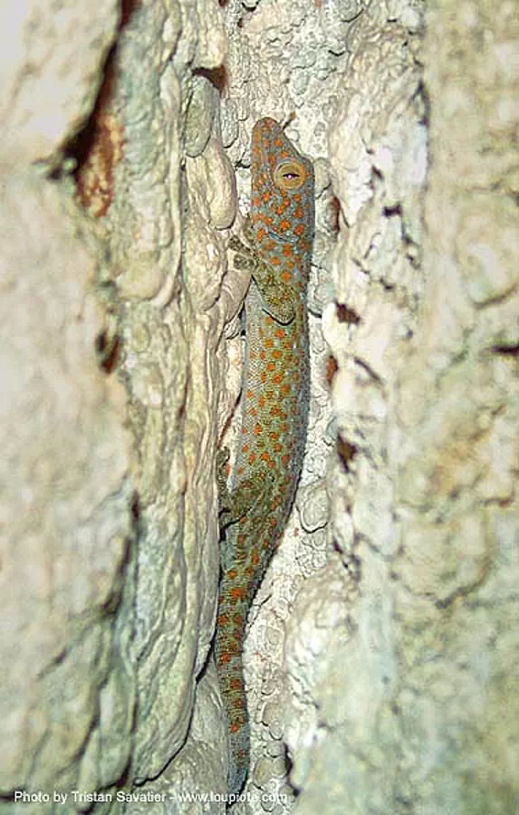 tokay gecko in cave, gekko gecko, thailand, tokay gecko, wildlife