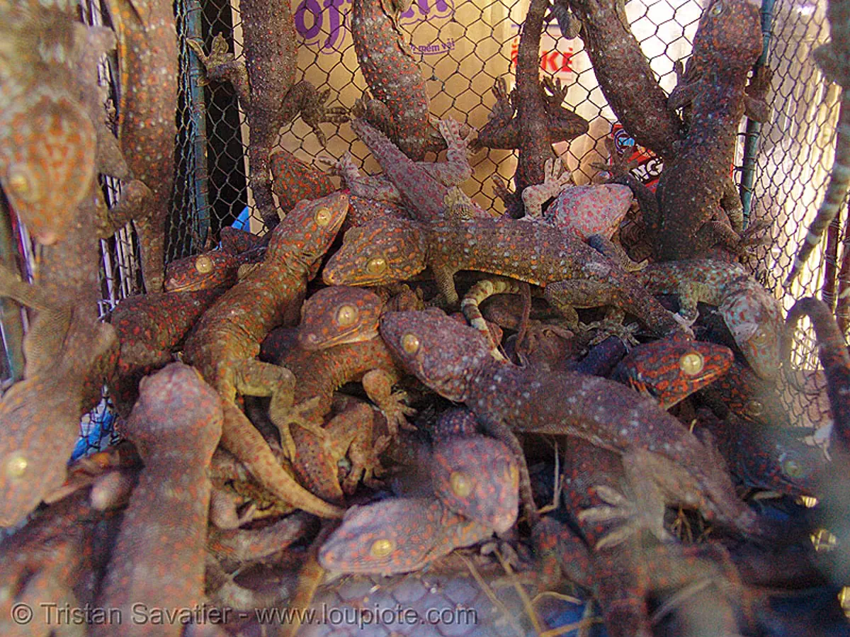 tokay geckos in cage - on sale at market (vietnam), animal expoitation, cage, chợ đồng xuân, dong xuan market, gekko gecko, hanoi, tokay geckos, vietnam, wildlife